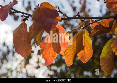 Parrotia persica, auch bekannt als persisches Ironwood, geht im Herbst Stockfoto