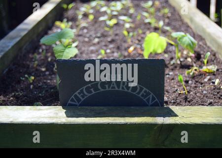 Eine graue Schiefertafel mit der Aufschrift „The Veg Garden“ befindet sich vor einem hölzernen Gemüsebeet in einem Garten im Norden Englands. Stockfoto