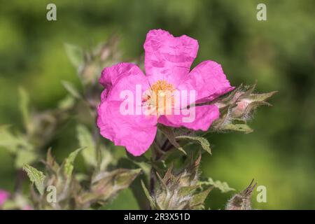 Cistus crispus, gemeinhin bekannt als die gepunktete Felsenrose Stockfoto