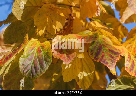 Parrotia persica, auch bekannt als persisches Ironwood, geht im Herbst Stockfoto