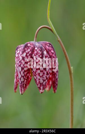 Fritillaria meleagris, bekannt als Snake's Fritillary, Snake's Head, Schachblume, Lazarus Bell Stockfoto