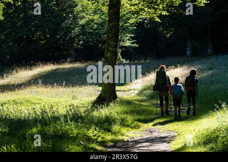 Niños cruzando El Bosque de Linza, Ruta de Las Golondrinas, Barranco de Petrechema, pirineos, occidentales, Huesca, Aragón, Spanien, Europa. Stockfoto