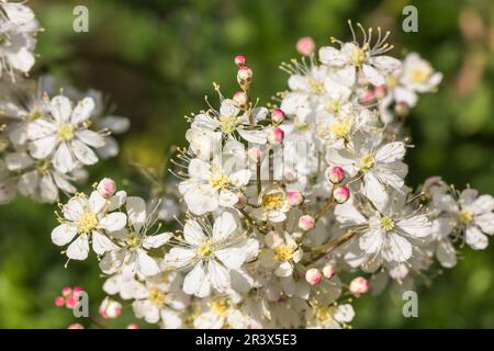 Filipendula vulgaris, bekannt als Dropwort, Fern-leaf-Dropwort Stockfoto
