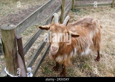 Golden Guernsey Goat at Baylham House Rare Breeds Farm, Suffolk, Großbritannien Stockfoto