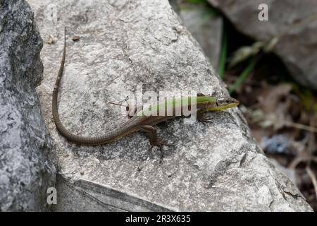 Adriatische Mauereidechse Podarcis melisellensis Karstläufer,,, Lacerta melisellensis, dalmatinische Wand Eidechse Stockfoto