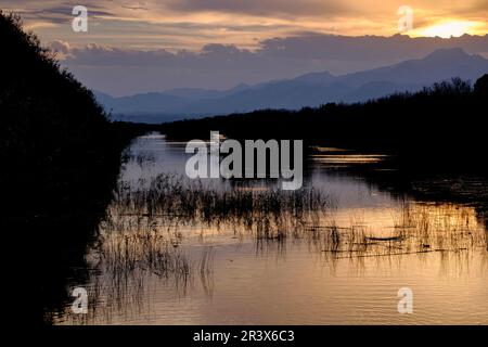 Kanal des Sol, Parque Natural de s'Albufera de Mallorca, términos municipales de Muro y Sa Pobla. Mallorca, Balearen, Spanien, Europa. Stockfoto