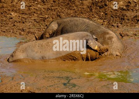 Niara de cerdos Negros, Finca Es Bosch Vell, Santa Margalida, Mallorca, Balearen, Spanien, Europa. Stockfoto