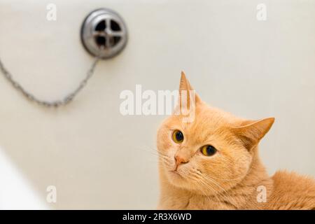 Die Katze sitzt vor dem Waschen im Bad. Die Katze im Bad waschen. Badekatzen. Stockfoto