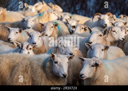 Rebaño de ovejas, Skinidin, Loch Erghallan, Isla de Skye, Highlands, Escocia, Reino Unido. Stockfoto