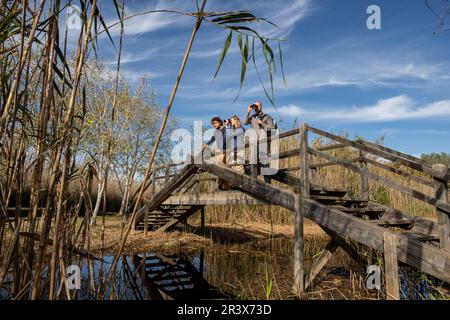 Vogelbeobachtung, Parc Natural SAlbufera de Mallorca, Mallorca, Balearen, Spanien. Stockfoto