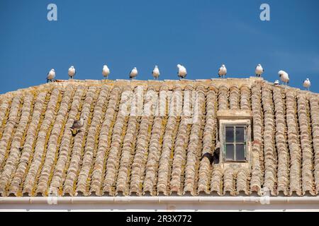 Museo Militar de Menorca, antiguo cuartel de Cala Corb, Plaza Central de Es Castell, por los británicos construido en 1771, Menorca, Balearen, Spanien. Stockfoto