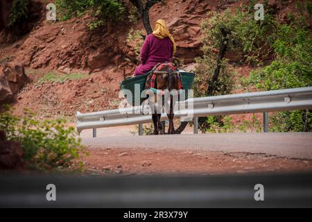 Berberfrau auf einem Esel Stockfoto