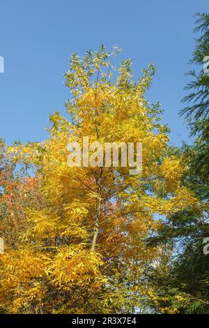 Carya cordiformis, bekannt als Bitternut-Hickory und Sumpf-Hickory Stockfoto