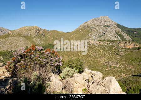 Puig de Galatzó, 1027 Metros de altura y Mola de s'Esclop, 926 Metros, Sierra de Tramuntana, Mallorca, Balearen, Spanien. Stockfoto