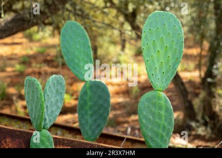 Chumbera, Es Ravellar, Campos, Mallorca, Balearen, Spanien. Stockfoto