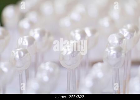 Perlas secandose, Fabrica de Perlas Orquidea, Montuiri, Mallorca, Balearen, Spanien. Stockfoto