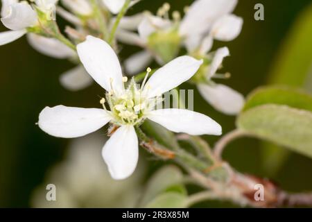 Amelanchier Spicata, bekannt als Zwergbeere, Thicket Shadebush, niedrige Juneberry Stockfoto