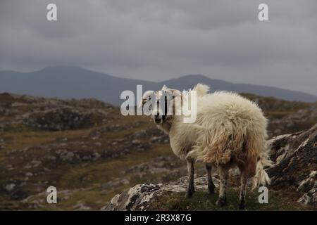 Einsames Schaf auf einem felsigen Hügel Stockfoto