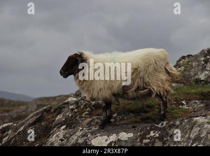 Einsames Schaf auf einem felsigen Hügel Stockfoto