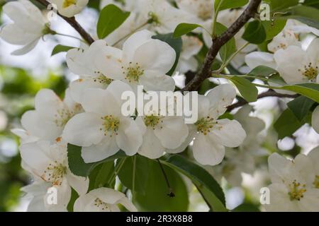 Malus baccata, var. Mandshurica, Sibirische Krabben, Sibirische Krabben, Chinesische Krabben Stockfoto