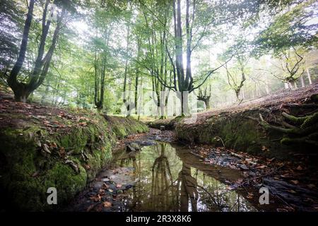 Hayedo de Otzarreta, Fagus Sylvatica, Parque natural Gorbeia, Alava - Vizcaya, Euzkadi, Spanien. Stockfoto