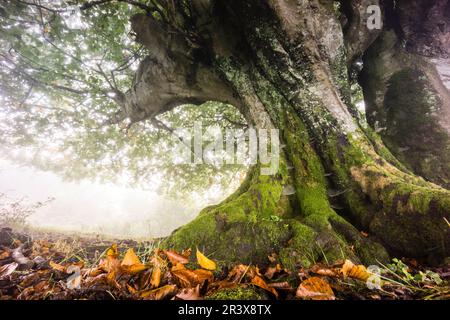 Riaza, Fagus Sylvaticus, Parque natural Gorbeia, Alava - Vizcaya, Euzkadi, Spanien. Stockfoto