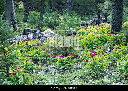 Wilde Pfingstrosen (Paeonia arietina) entlang der Lykischen Straße, Antalya, Türkei Stockfoto