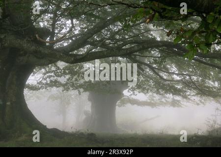 Riaza, Fagus Sylvaticus, Parque natural Gorbeia, Alava - Vizcaya, Euzkadi, Spanien. Stockfoto