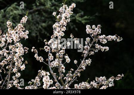 Almendo en Flor, Randa, Municipio de Algaida, Mallorca, Balearen, Spanien, Europa. Stockfoto