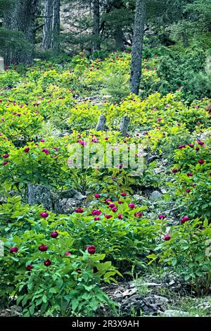 Wilde Pfingstrosen (Paeonia arietina) entlang der Lykischen Straße, Antalya, Türkei Stockfoto