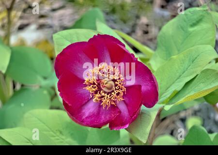 Wilde Pfingstrosen (Paeonia arietina) entlang der Lykischen Straße, Antalya, Türkei Stockfoto