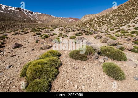 Plateaus de Tarkeddit Abstieg in Richtung der Arous-Schlucht, MMoun Trek, Atlas-Gebirge, marokko, afrika. Stockfoto