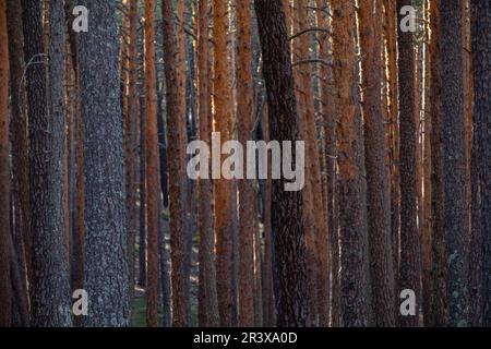 Bosque de pino silvestre, Pinus sylvestris, Navaleno, Soria, Comunidad Autónoma de Castilla, Spanien, Europa. Stockfoto