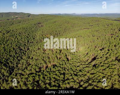 Bosque de pino silvestre, Pinus sylvestris, Navaleno, Soria, Comunidad Autónoma de Castilla, Spanien, Europa. Stockfoto