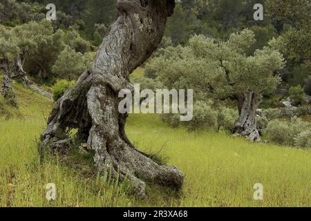 Olivar de Pastoritx. Valldemossa. Mallorca. Baleares.España. Stockfoto