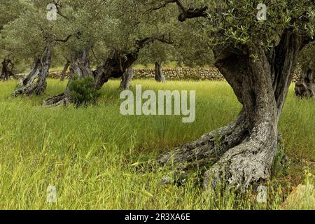 Olivar de Pastoritx. Valldemossa. Mallorca. Baleares.España. Stockfoto