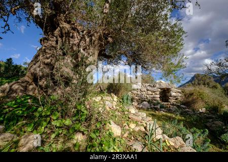 Talaiot, Son Ferrandell-Son Oleza, I milenio A C., Valldemossa, Mallorca, Balearische Inseln, spanien. Stockfoto