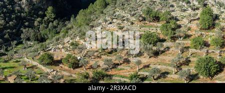 Rotes de Caimari, Gemeinde Selva, Brunnen von kulturellem Interesse, Mallorca, Balearen, Spanien. Stockfoto