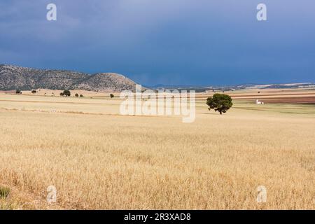 Campo de Getreidearten Bajo un Cielo de Lluvia, Murcia, Spanien. Stockfoto