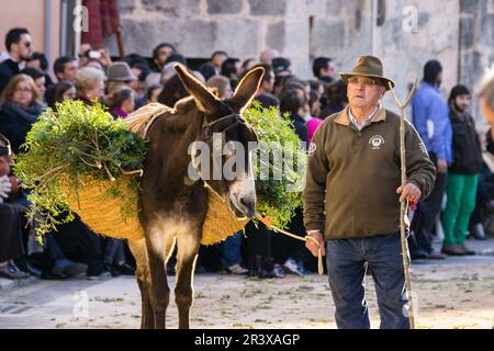 Beneïdes de Sant Antoni, Muro, Mallorca, Balearen, Spanien. Stockfoto