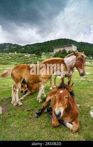 caballo pirenaico catalan, raza autoctona, junto al estanque de las Bullosses, lagos inferiores del Carlit, pirineos catalanes, Comarca de Capcir, Francia. Stockfoto