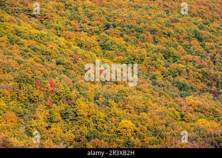 Dichter Eichenwald, Naturpark Fuentes Carrionas und Fuente Cobre - Berg Palentina, Gemeinde San Cebrián de Mudá, Provinz Palencia, Autonome Gemeinschaft Castilla y León, Spanien. Stockfoto