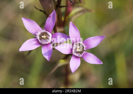 Gentianella germanica, allgemein bekannt als der deutsche Enzian, Chiltern Enzian Stockfoto