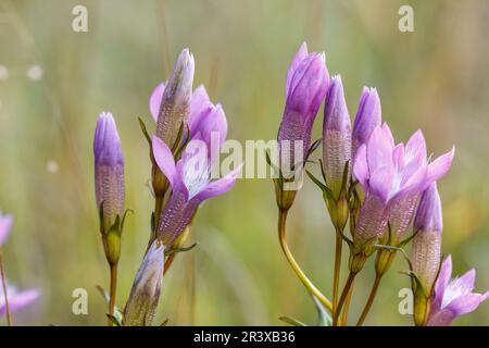 Gentianella germanica, allgemein bekannt als der deutsche Enzian, Chiltern Enzian Stockfoto