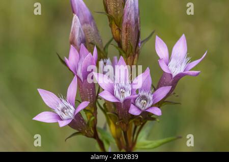 Gentianella germanica, allgemein bekannt als der deutsche Enzian, Chiltern Enzian Stockfoto