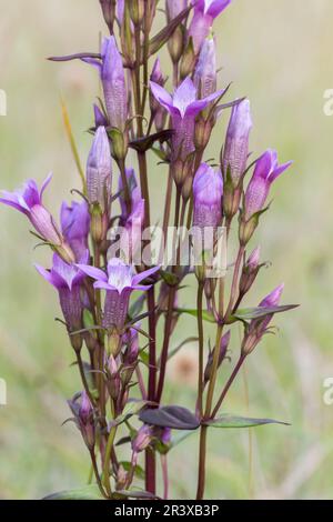 Gentianella germanica, allgemein bekannt als der deutsche Enzian, Chiltern Enzian Stockfoto