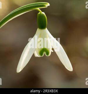 Galanthus nivalis, bekannt als Schneefall oder gemeiner Schneefall Stockfoto