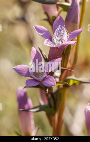 Gentianella germanica, allgemein bekannt als der deutsche Enzian, Chiltern Enzian Stockfoto