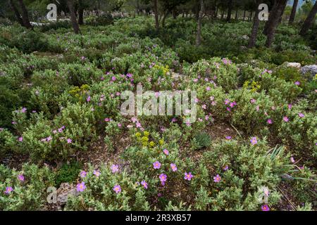 Jara Blanca, Cistus Albidus, Puntals de Valldurgent, Sierra de Tramuntana, Palma, Mallorca, Balearen, Spanien, Europa. Stockfoto