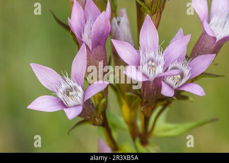 Gentianella germanica, allgemein bekannt als der deutsche Enzian, Chiltern Enzian Stockfoto